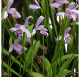 Pogonia ophioglossoïdes, Tropicaflore : vente Pogonia ophioglossoïdes