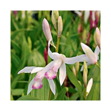 Bletilla Kuchibeni, Tropicaflore : vente Bletilla Kuchibeni