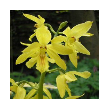 Calanthe sieboldii, Tropicaflore : vente Calanthe sieboldii