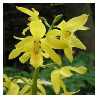 Calanthe sieboldii, Tropicaflore : vente Calanthe sieboldii