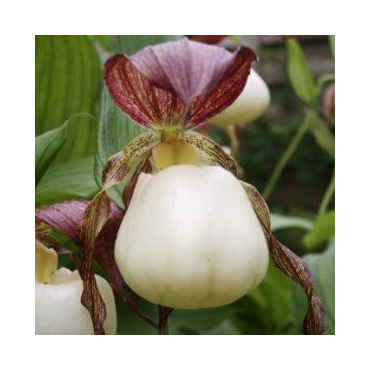 Cypripedium kentuckiense, Tropicaflore : vente Cypripedium kentuckiense