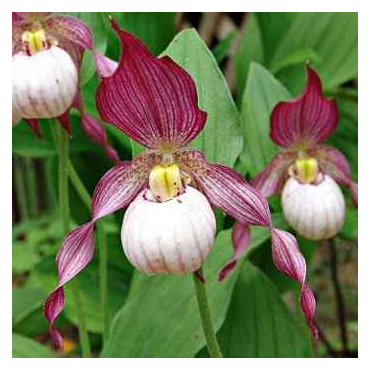 Cypripedium "Gisella", Tropicaflore : vente Cypripedium "Gisella"