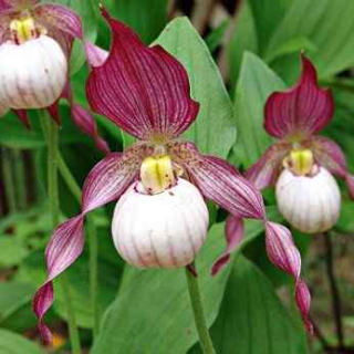 Cypripedium "Gisella", Tropicaflore : vente Cypripedium "Gisella"