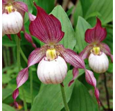 Cypripedium "Gisella", Tropicaflore : vente Cypripedium "Gisella"