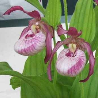 Cypripedium "Gisella", Tropicaflore : vente Cypripedium "Gisella"