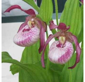 Cypripedium "Gisella", Tropicaflore : vente Cypripedium "Gisella"