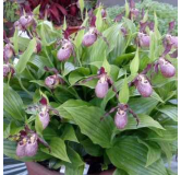 Cypripedium "Gisella", Tropicaflore : vente Cypripedium "Gisella"