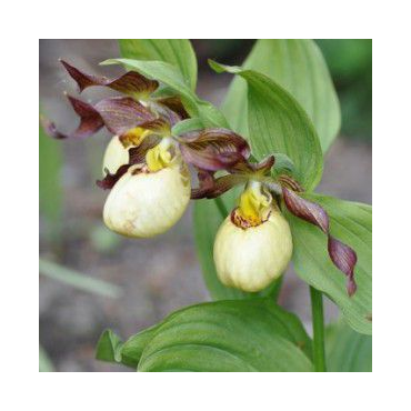 Cypripedium "Inge", Tropicaflore : vente Cypripedium "Inge"