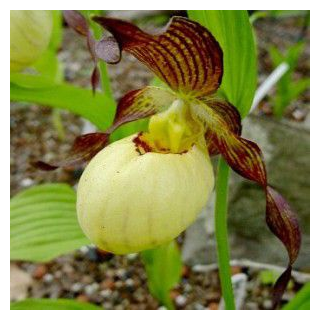 Cypripedium "Inge", Tropicaflore : vente Cypripedium "Inge"