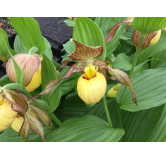 Cypripedium "Inge", Tropicaflore : vente Cypripedium "Inge"