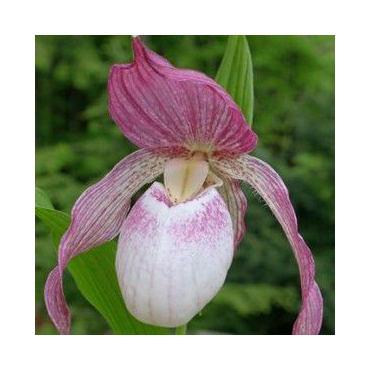 Cypripedium "Philipp", Tropicaflore : vente Cypripedium "Philipp"