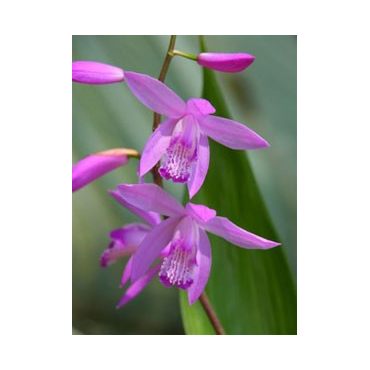 Bletilla striata purple, Tropicaflore : vente Bletilla striata purple