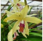 Bletilla striata Yellow, Tropicaflore : vente Bletilla striata Yellow