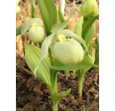 Cypripedium Bernd Pastel, Tropicaflore : vente Cypripedium Bernd Pastel