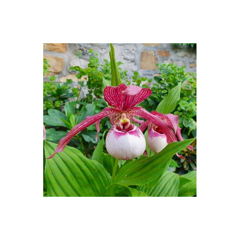 Cypripedium Lucy Pinkepank, Tropicaflore : vente Cypripedium Lucy Pinkepank