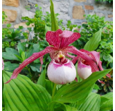 Cypripedium Lucy Pinkepank, Tropicaflore : vente Cypripedium Lucy Pinkepank