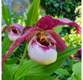 Cypripedium Lucy Pinkepank, Tropicaflore : vente Cypripedium Lucy Pinkepank