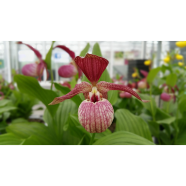 Cypripedium ventricosum red, Tropicaflore : vente Cypripedium ventricosum red