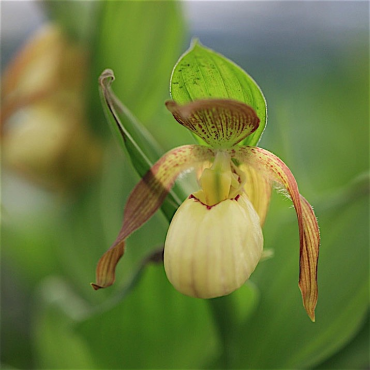 Cypripedium Victoria, Tropicaflore : vente Cypripedium Victoria