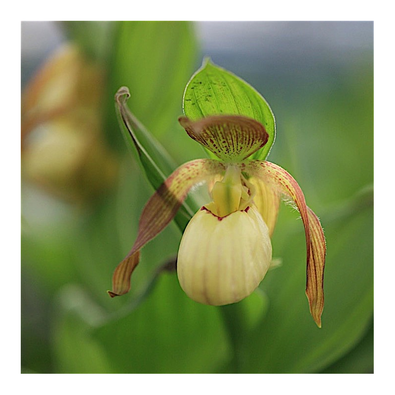 Cypripedium Victoria, Tropicaflore : vente Cypripedium Victoria