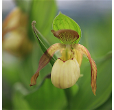 Cypripedium Victoria, Tropicaflore : vente Cypripedium Victoria