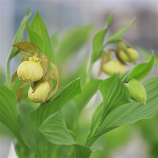 Cypripedium Victoria, Tropicaflore : vente Cypripedium Victoria