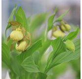 Cypripedium Victoria, Tropicaflore : vente Cypripedium Victoria