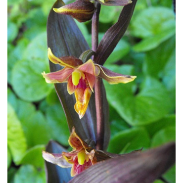 Epipactis Night Serpentine, Tropicaflore : vente Epipactis Night Serpentine