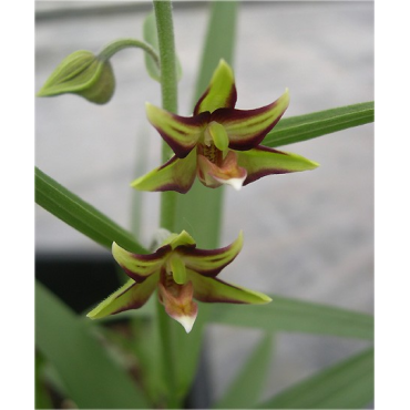 Epipactis verratrifolia, Tropicaflore : vente Epipactis verratrifolia