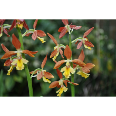 Calanthe Takane, Tropicaflore : vente Calanthe Takane