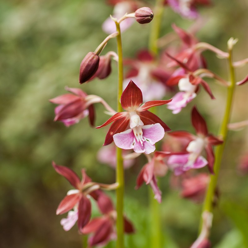 Calanthe Kozu, Tropicaflore : vente Calanthe Kozu