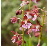 Calanthe Kozu, Tropicaflore : vente Calanthe Kozu