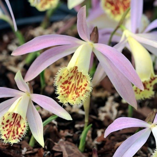 Pleione grandiflora, Tropicaflore : vente Pleione grandiflora