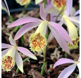 Pleione grandiflora, Tropicaflore : vente Pleione grandiflora