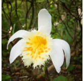 Pleione grandiflora Yellow, Tropicaflore : vente Pleione grandiflora Yellow