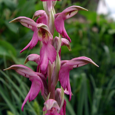 Orchis sancta, Tropicaflore : vente Orchis sancta