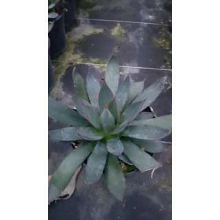 Agave x 'Blue Ember'