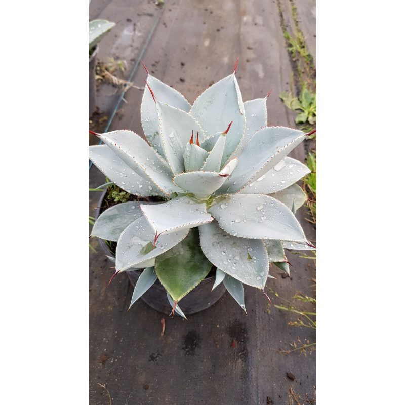 Agave pygmae 'dragon toe'