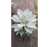 Agave pygmae 'dragon toe'