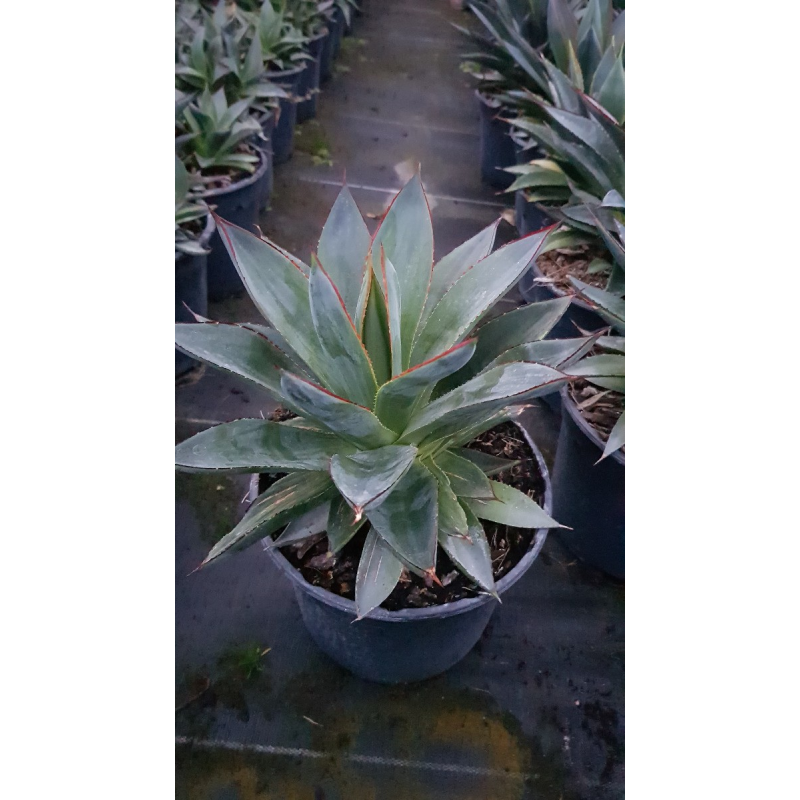 Agave attenuata 'Blue glow'