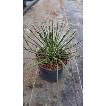 Agave geminiflora