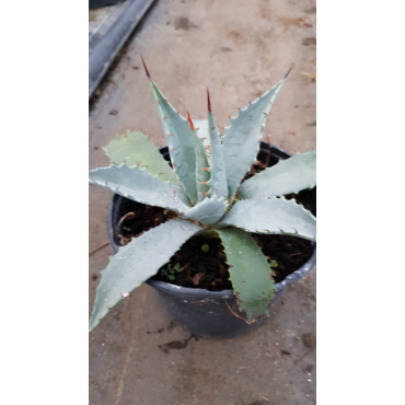 Agave mckelveyana