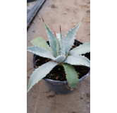 Agave mckelveyana