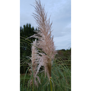 Cortaderia selloana 'Rentadleri'