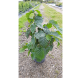 Corylus avellana