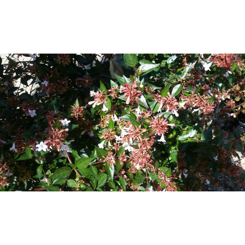 Abelia x grandiflora