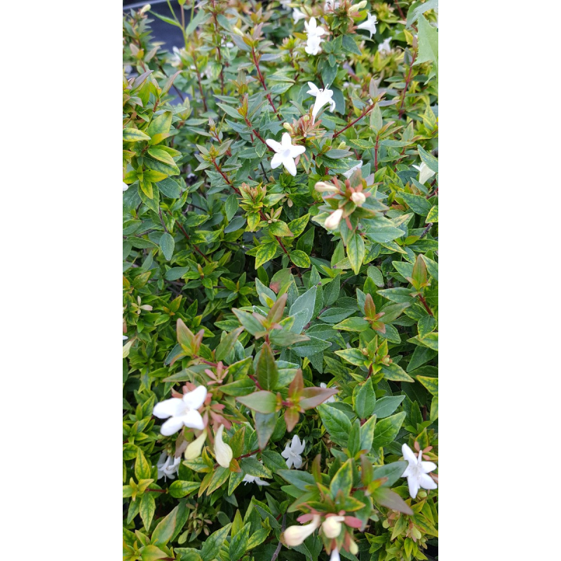 Abelia X grandiflora 'Sherwood'