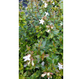 Abelia X grandiflora 'Sherwood'