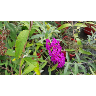 Buddleia davidii 'Royal red'