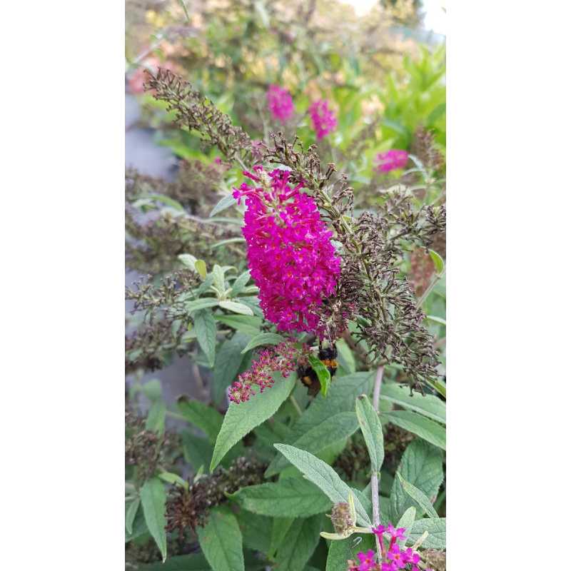 Buddleia x 'Miss Ruby'